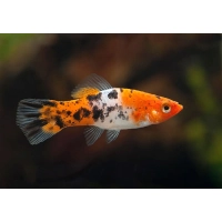 Mieczyk Tricolor - Xiphophorus hellerii