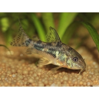 Kirysek pstry - Corydoras paleatus
