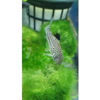 Kirysek Julii - Kirysek lamparci - Corydoras Julii