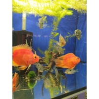 Pielęgnica Papuzia - Parrot Cichlid