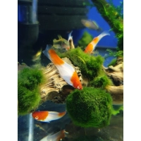 Mieczyk Koi-Xiphophorus helleri Koi