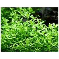 Bacopa monnieri – bakopa drobnolistna w akwarium roślinnym