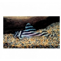 Zbrojnik Zebra L46 - Hypancistrus Zebra