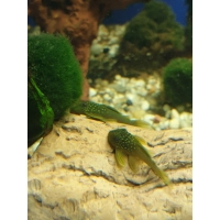 Zbrojnik zielony glonojad L200 - Baryancistrus demantoides
