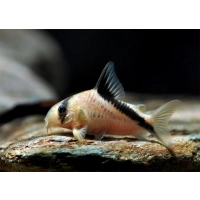 kirysek plamooki Corydoras melini ryba denna do akwarium