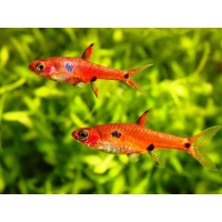 Razbora plamista - Boraras maculatus