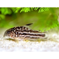 Kirysek Nanus – Kirysek mały – Corydoras Nanus