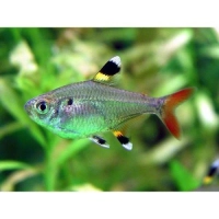 Prystelka barwna - Pristella maxillaris
