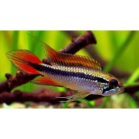 Pielęgniczka Agassiza - Apistogramma agassizii
