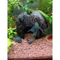 Glonojad Zbrojnik Weloniasty - Ancistrus Sp. welon