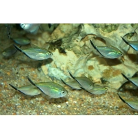 Tetra Costae - Moenkhausia costae
