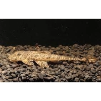 Loricaria harttia punctata