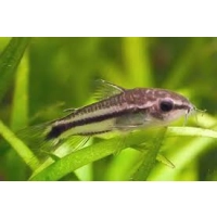 Kirysek pigmej - Corydoras Pygmaeus