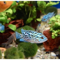 Pielęgnica Electric Blue Jack Dempsey - Rocio octofasciata
