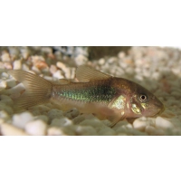 Kirysek spiżowy - Corydoras aeneus