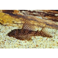 Zbrojnik L004 Angelicus Pleco Hypancistrus sp
