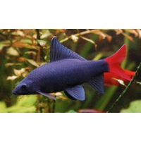 Grubowarg dwubarwny - Labeo bicolor - Epalzeorhynchos bicolor