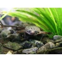 Żaba szponiasta - Karlik - Hymenochirus boettgeri