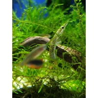 Długonos ciernisty (Węgorek ciernisty) - Macrognathus aculeatus