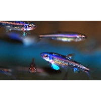 Błyszczek Tęczowy - Notropis Chrosomus