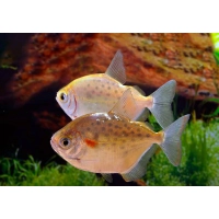 Metynnis nakrapiany - Płaskobok Metynnis maculatus