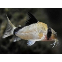 Kirysek Kolumbijski - Corydoras Metae