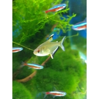 Bystrzyk cytrynowy - Bystrzyk pięknopłetwy - Hyphessobrycon Pulchripinnis