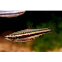 Drobnoustek obrzeżony - Nannostomus marginatus