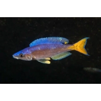 Pyszczak żółtoogonowy - Cyprichromis leptosoma