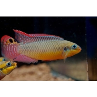 Barwniak szmaragdowy nigeria red - Pelvicachromis taeniatus