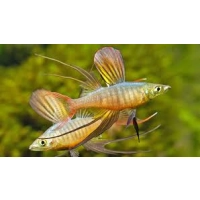 Tęczanka Wernera - Iriatherina werneri