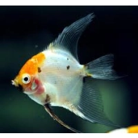 skalar koi