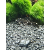 Zbrojnik L-240 - Leporacanthicus Galaxias