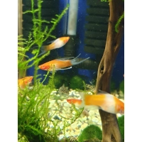 Mieczyk Koi welon -Xiphophorus helleri Koi