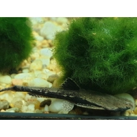 Sum drewniak-Bunocephalus coracoideus