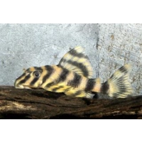 Zbrojnik Peckoltia Vittata L015