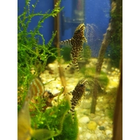 Giętkoząb wielkopłetwy - Synodontis eupterus