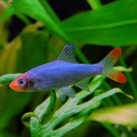 Razbora Naga - Sawbwa resplendens