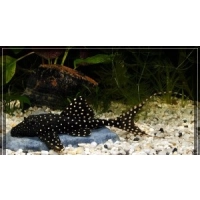 Tarczobok - Acanthicus adonis - Zbrojnik L-155
