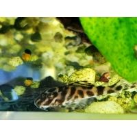 Hypancistrus Sp. L400 zbrojnik
