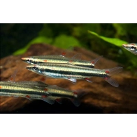 Drobnoustek trójpręgi - Nannostomus trifasciatus