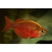 Tęczanka czerwona – Glossolepis incisus​​​​​​​