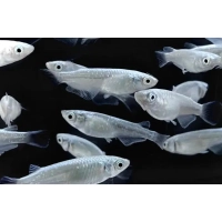 Ryżanka japońska platynowa – Ryżówka – Medaka - Oryzias latipes Platinum