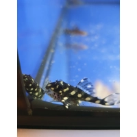 Glonojad Zbrojnik L201 Hypancistrus