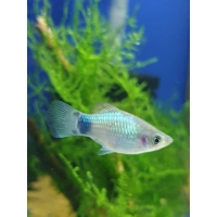Zmienniak plamisty - Platka - Xiphophorus maculatus