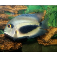 Ryba Pielęgnica Uaru - Uaru amphiacanthoides ​​​​​​​