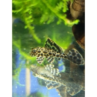 Zbrojnik lamparci - Glyptoperichthys gibbiceps