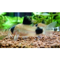 Kirysek panda - Corydoras panda