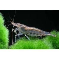 Krewetka Amano - Caridina multidentata