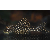 Glonojad zbrojnik L048 Scobinancistrus cf. pariolispos – dorosły osobnik